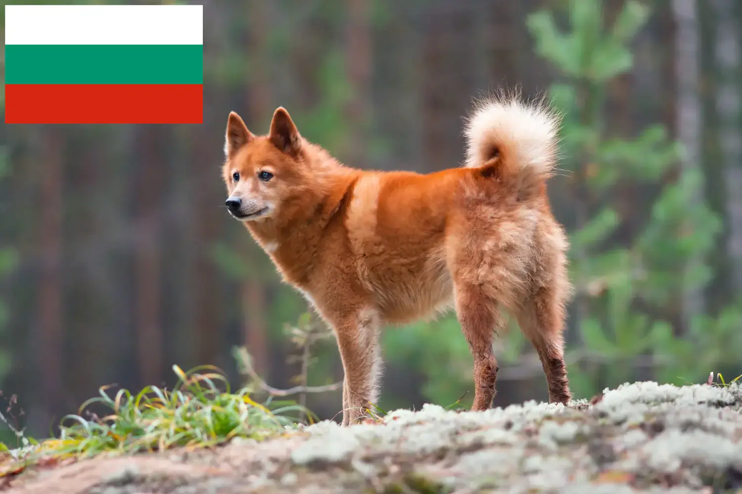 Finnspitz yavru köpek ve yetiştiricileri Bulgaristan Burada Bulgaristan'daki Finnenspitze yetiştiricilerini bulabilirsiniz.