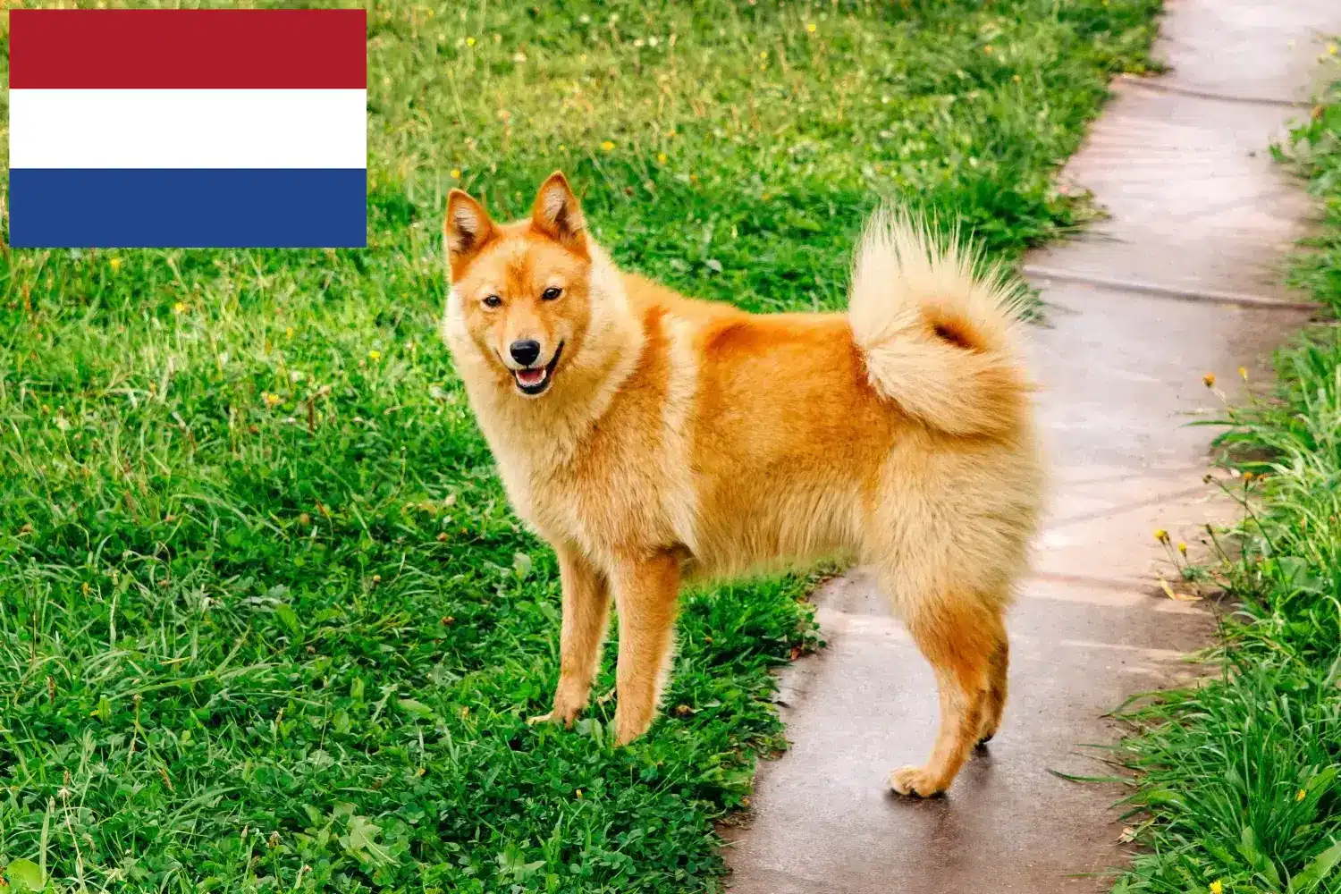Finnspitz yavru köpek ve yetiştiricileri Hollanda Burada Hollanda'daki Finnenspitze yetiştiricilerini bulabilirsiniz.