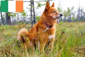 Read more about the article İrlanda’da Finnspitz yetiştiricileri ve köpek yavruları