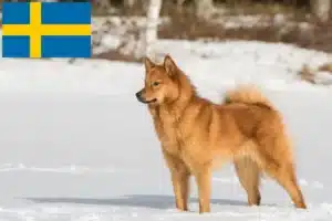 Read more about the article İsveç’te Finnspitz yetiştiricileri ve köpek yavruları