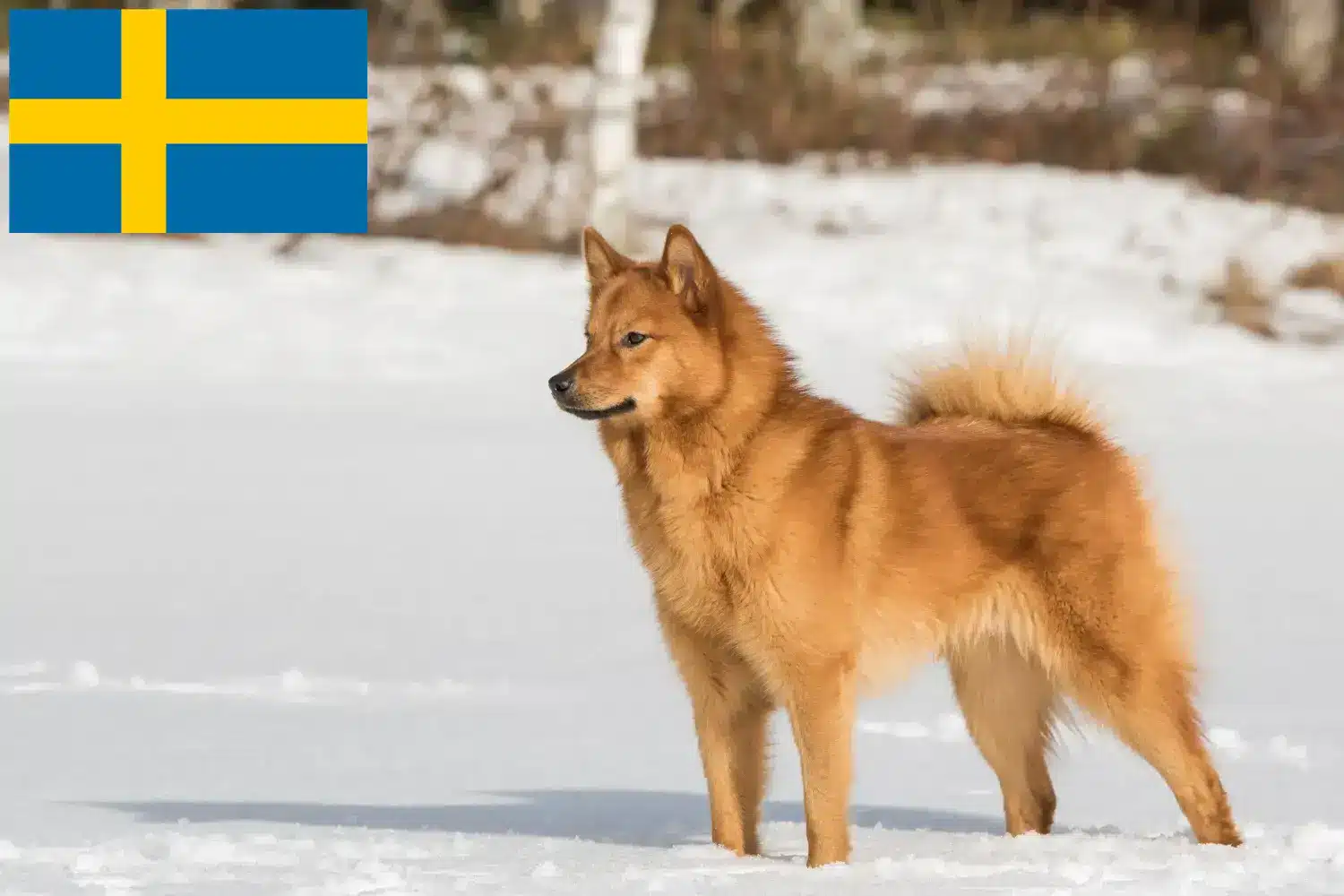 Read more about the article İsveç’te Finnspitz yetiştiricileri ve köpek yavruları