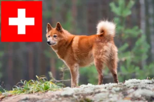 Read more about the article İsviçre’de Finnenspitz yetiştiricileri ve yavru köpekler