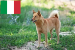 Read more about the article İtalya’da Finnspitz yetiştiricileri ve köpek yavruları