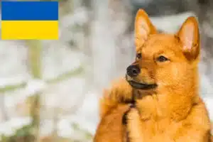 Read more about the article Ukrayna’da Finnspitz yetiştiricileri ve köpek yavruları
