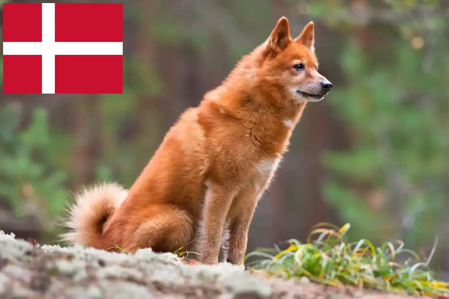 Finnspitz yavru köpek ve yetiştiricileri Danimarka Burada Danimarka'daki Finnenspitze yetiştiricilerini bulabilirsiniz.