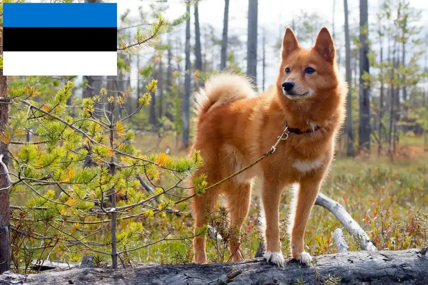 Finnspitz yavru köpek ve yetiştiricileri Estonya Burada Estonya'daki Finnenspitze yetiştiricilerini bulabilirsiniz.