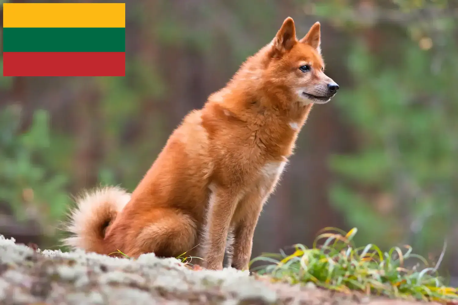 Read more about the article Litvanya’da Finnspitz yetiştiricileri ve köpek yavruları