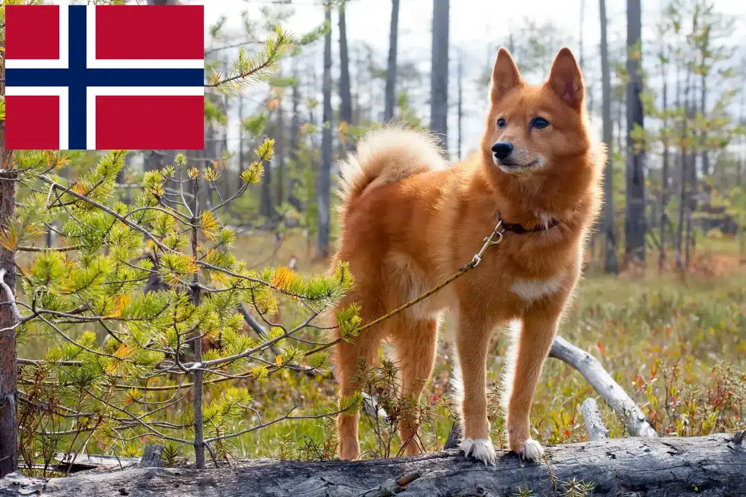 Finnspitz yavru köpek ve yetiştiricileri Norveç Burada Norveç'teki Finnenspitze yetiştiricilerini bulabilirsiniz.