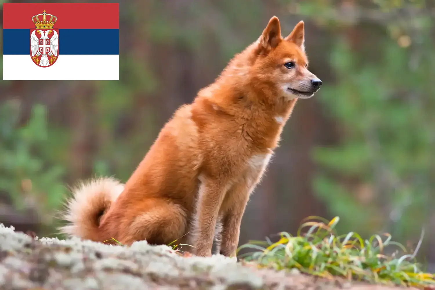 Read more about the article Sırbistan’da Finnspitz yetiştiricileri ve köpek yavruları