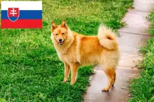 Read more about the article Slovakya’da Finnspitz yetiştiricileri ve köpek yavruları