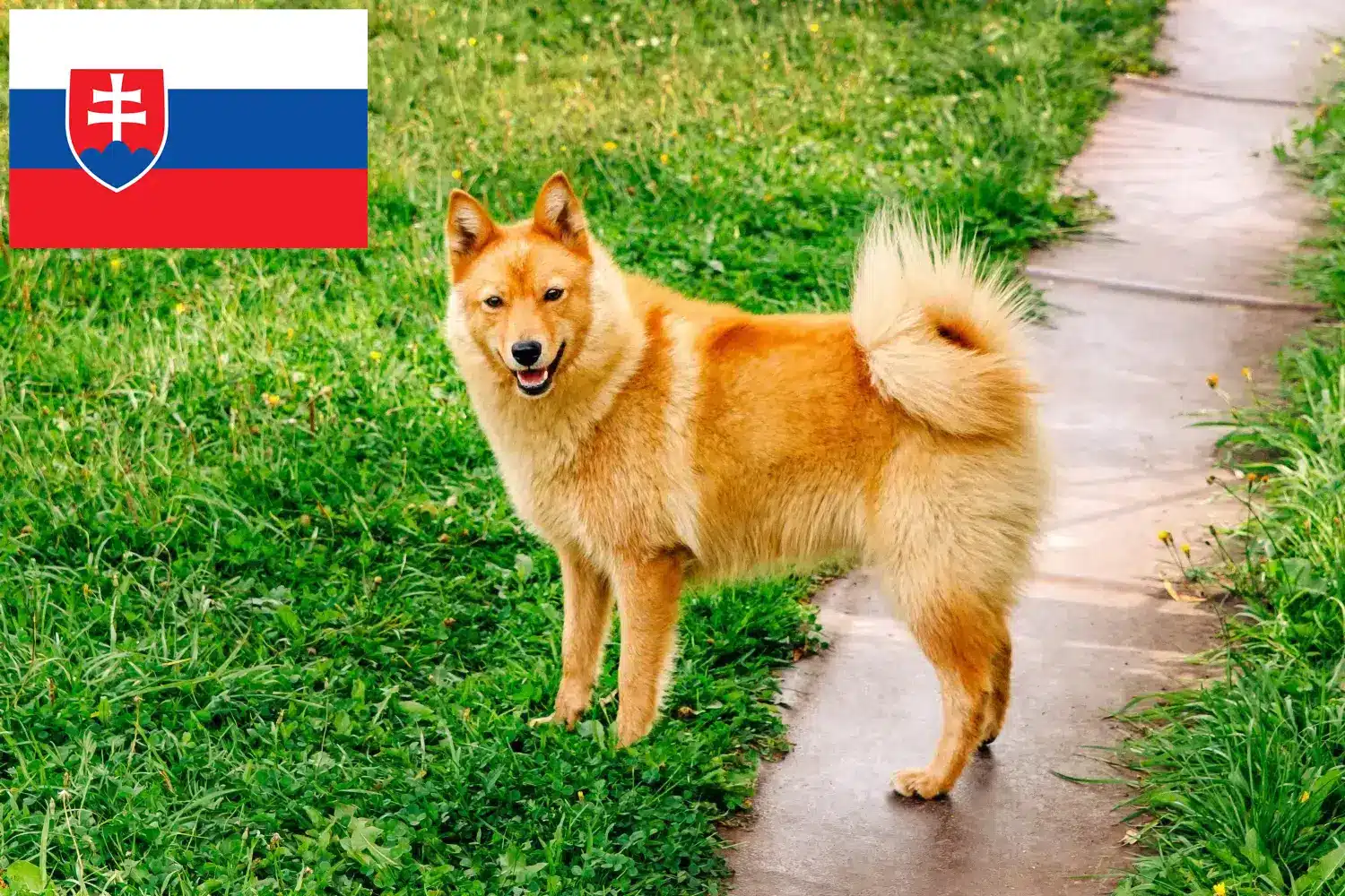 Read more about the article Slovakya’da Finnspitz yetiştiricileri ve köpek yavruları