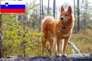 Read more about the article Slovenya’da Finnspitz yetiştiricileri ve köpek yavruları