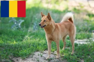 Read more about the article Romanya’da Finnspitz yetiştiricileri ve köpek yavruları