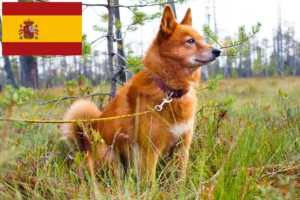 Read more about the article İspanya’da Finnspitz yetiştiricileri ve köpek yavruları