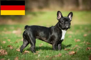 Read more about the article Almanya’da Fransız Bulldog yetiştiricileri ve yavruları