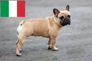 Read more about the article İtalya’da Fransız Bulldog yetiştiricileri ve köpek yavruları