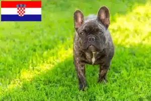 Read more about the article Hırvatistan’da Fransız Bulldog yetiştiricileri ve köpek yavruları