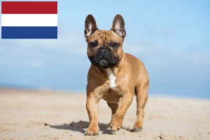 Read more about the article Hollanda’da Fransız Bulldog yetiştiricileri ve yavru köpekler