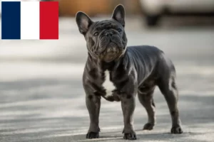 Read more about the article Réunion’da Fransız Bulldogu yetiştiricileri ve köpek yavruları