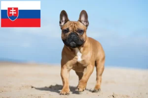 Read more about the article Slovakya’da Fransız Bulldogu yetiştiricileri ve köpek yavruları