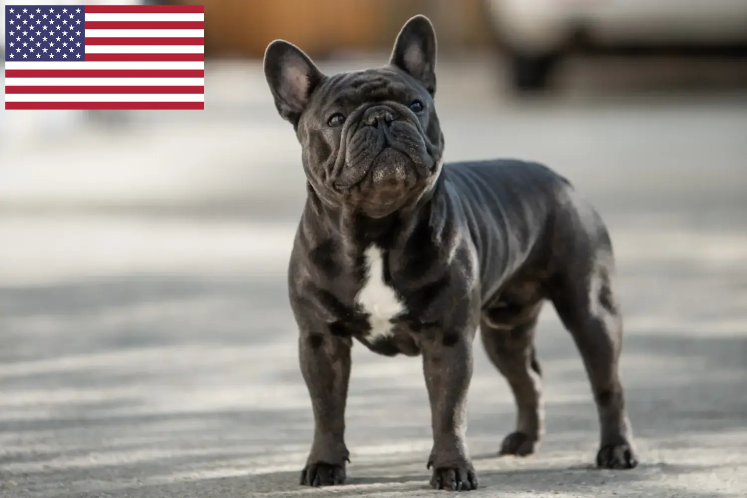 Fransız Bulldog yavruları ve yetiştiricileri ABD ABD'deki Fransız Bulldog yetiştiricilerini burada bulabilirsiniz.