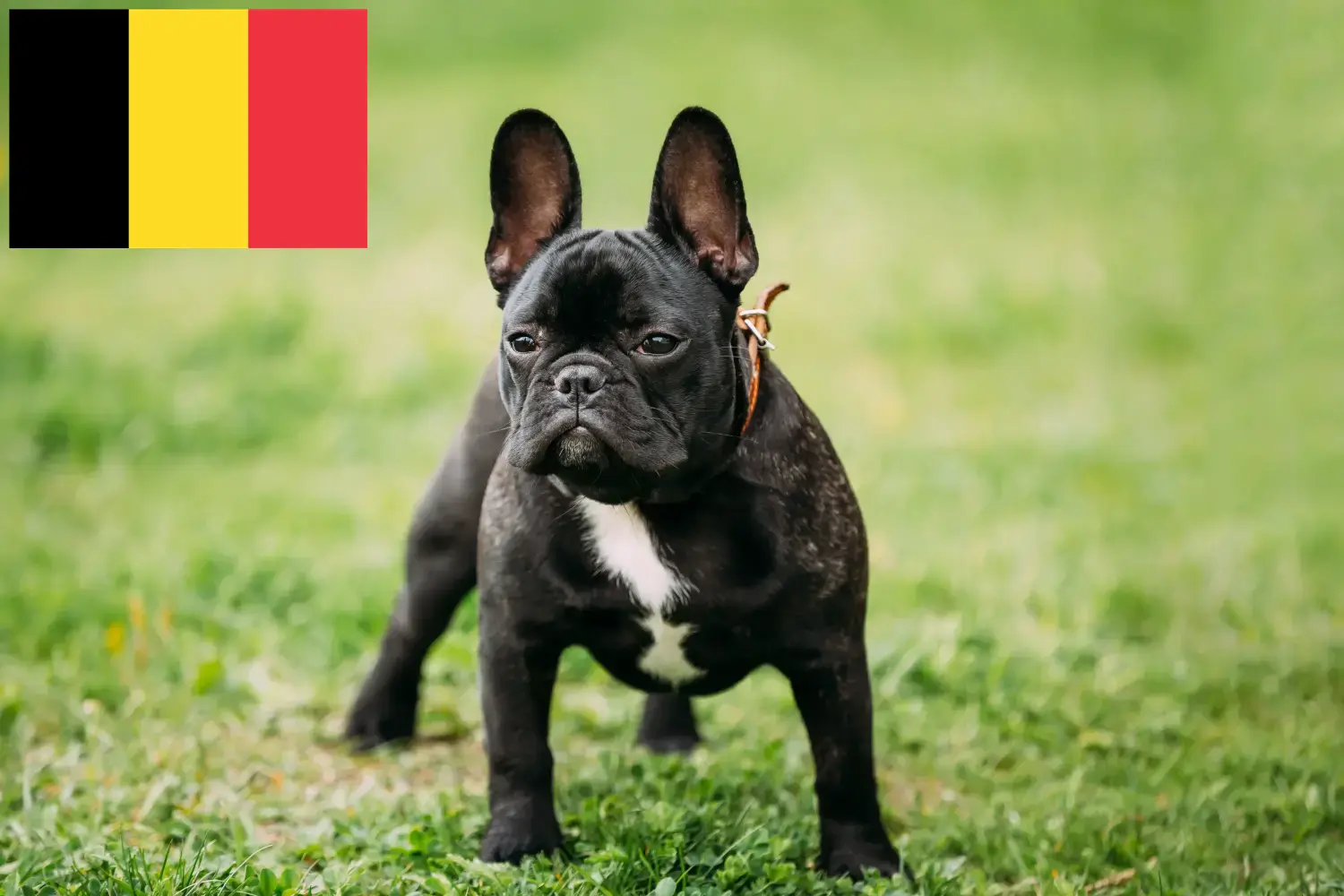 Read more about the article Belçika’da Fransız Bulldog yetiştiricileri ve köpek yavruları