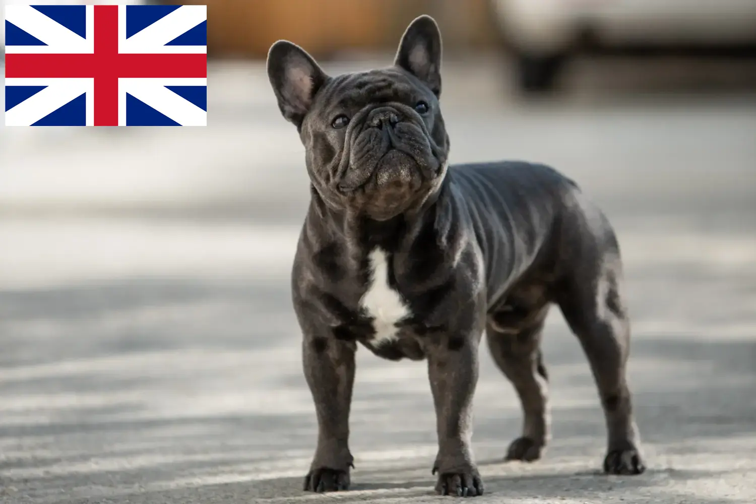 Read more about the article İngiltere’deki Fransız Bulldog yetiştiricileri ve yavruları