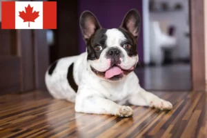 Read more about the article Kanada’da Fransız Bulldogu yetiştiricileri ve yavruları