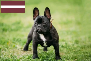 Read more about the article Letonya’da Fransız Bulldog yetiştiricileri ve köpek yavruları