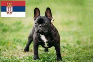 Read more about the article Sırbistan’da Fransız Bulldogu yetiştiricileri ve köpek yavruları