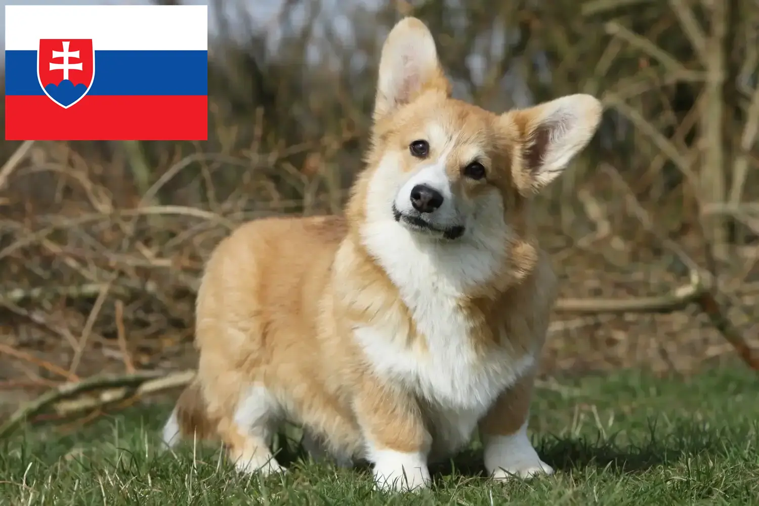 Read more about the article Slovakya’da Welsh Corgi yetiştiricileri ve köpek yavruları