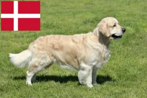 Read more about the article Danimarka’da Golden Retriever yetiştiricileri ve köpek yavruları