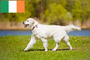 Read more about the article İrlanda’da Golden Retriever yetiştiricileri ve köpek yavruları