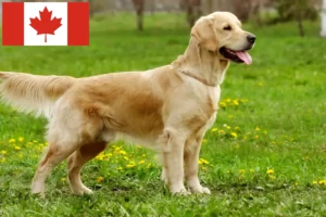 Read more about the article Kanada’da Golden Retriever yetiştiricileri ve yavru köpekler