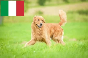 Read more about the article İtalya’da Golden Retriever yetiştiricileri ve köpek yavruları