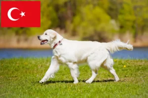 Read more about the article Türkiye’deki Golden Retriever yetiştiricileri ve köpek yavruları