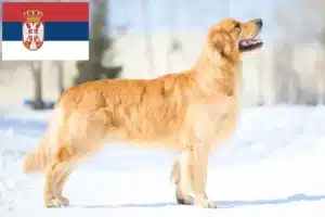 Read more about the article Sırbistan’da Golden Retriever yetiştiricileri ve köpek yavruları