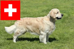 Read more about the article İsviçre’de Golden Retriever yetiştiricileri ve köpek yavruları