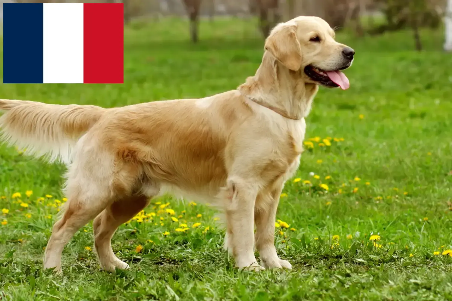 Golden Retriever yavruları ve yetiştiricileri Réunion Burada Réunion'daki Golden Retriever yetiştiricilerini bulabilirsiniz.