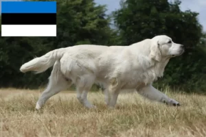 Read more about the article Estonya’da Golden Retriever yetiştiricileri ve köpek yavruları