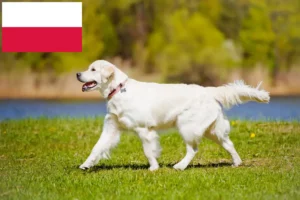 Read more about the article Polonya’da Golden Retriever yetiştiricileri ve köpek yavruları