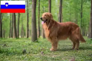 Read more about the article Slovenya’da Golden Retriever yetiştiricileri ve köpek yavruları