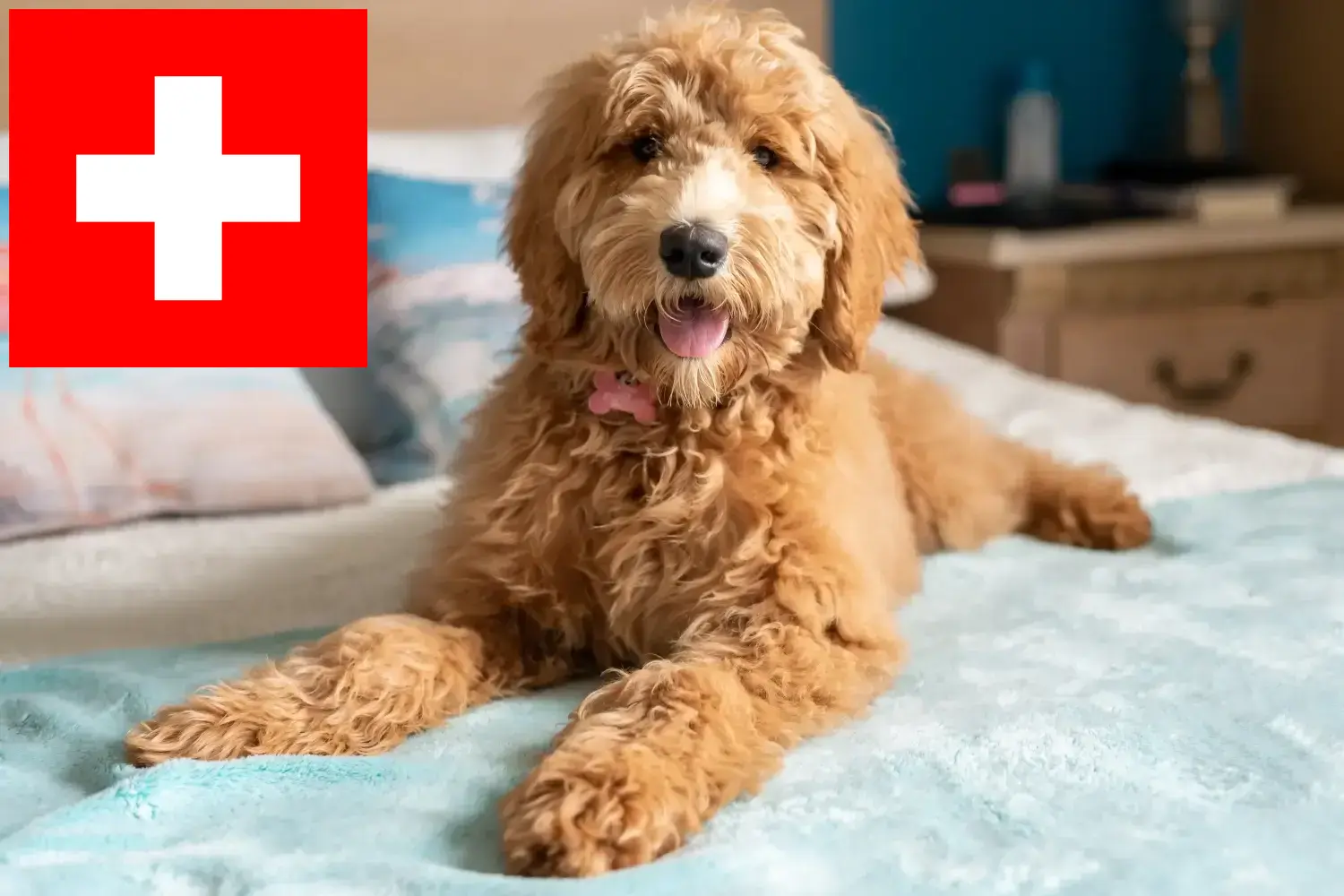 Read more about the article İsviçre’de Goldendoodle yetiştiricileri ve köpek yavruları