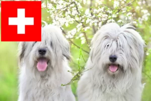 Read more about the article İsviçre’de Güney Rus Ovtcharka yetiştiricileri ve yavru köpekler