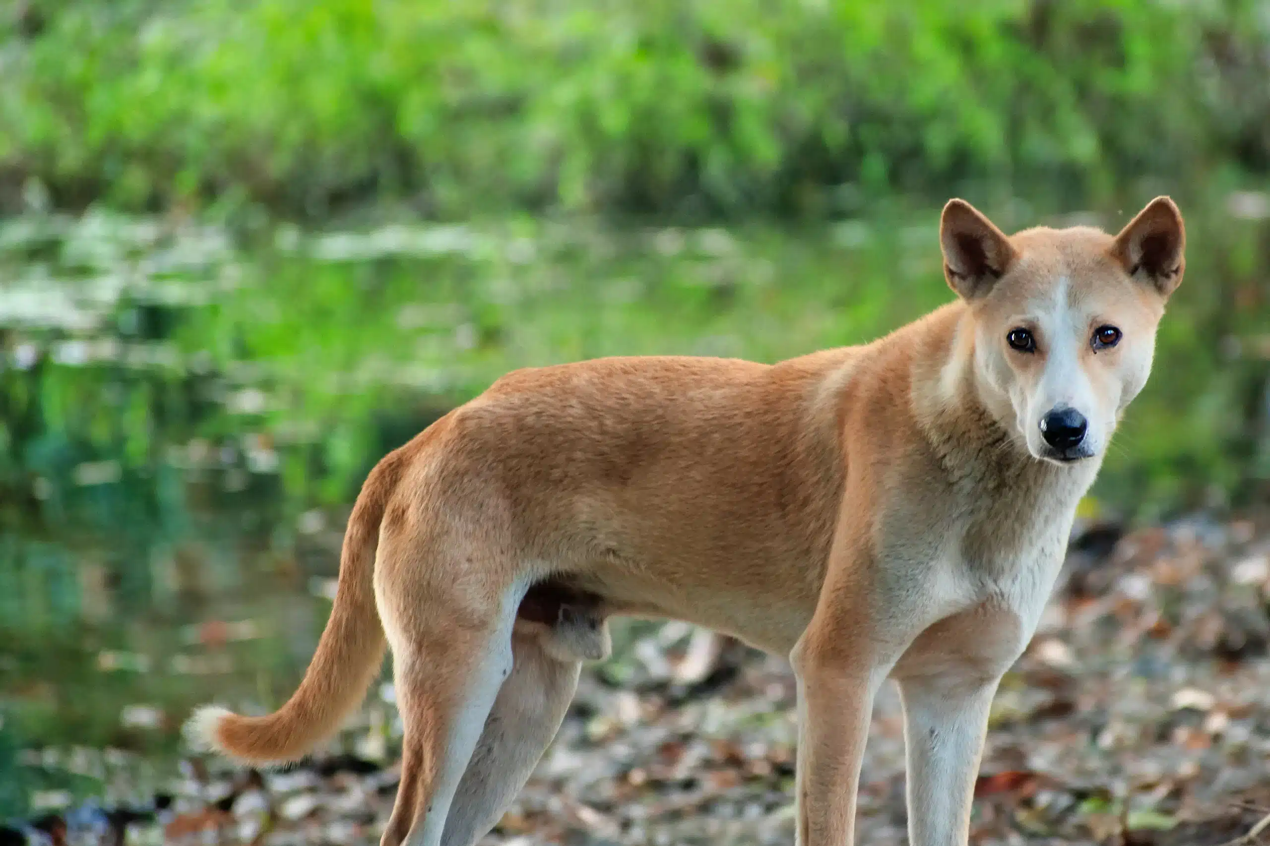 Read more about the article Hint parya köpeği yetiştiricisi