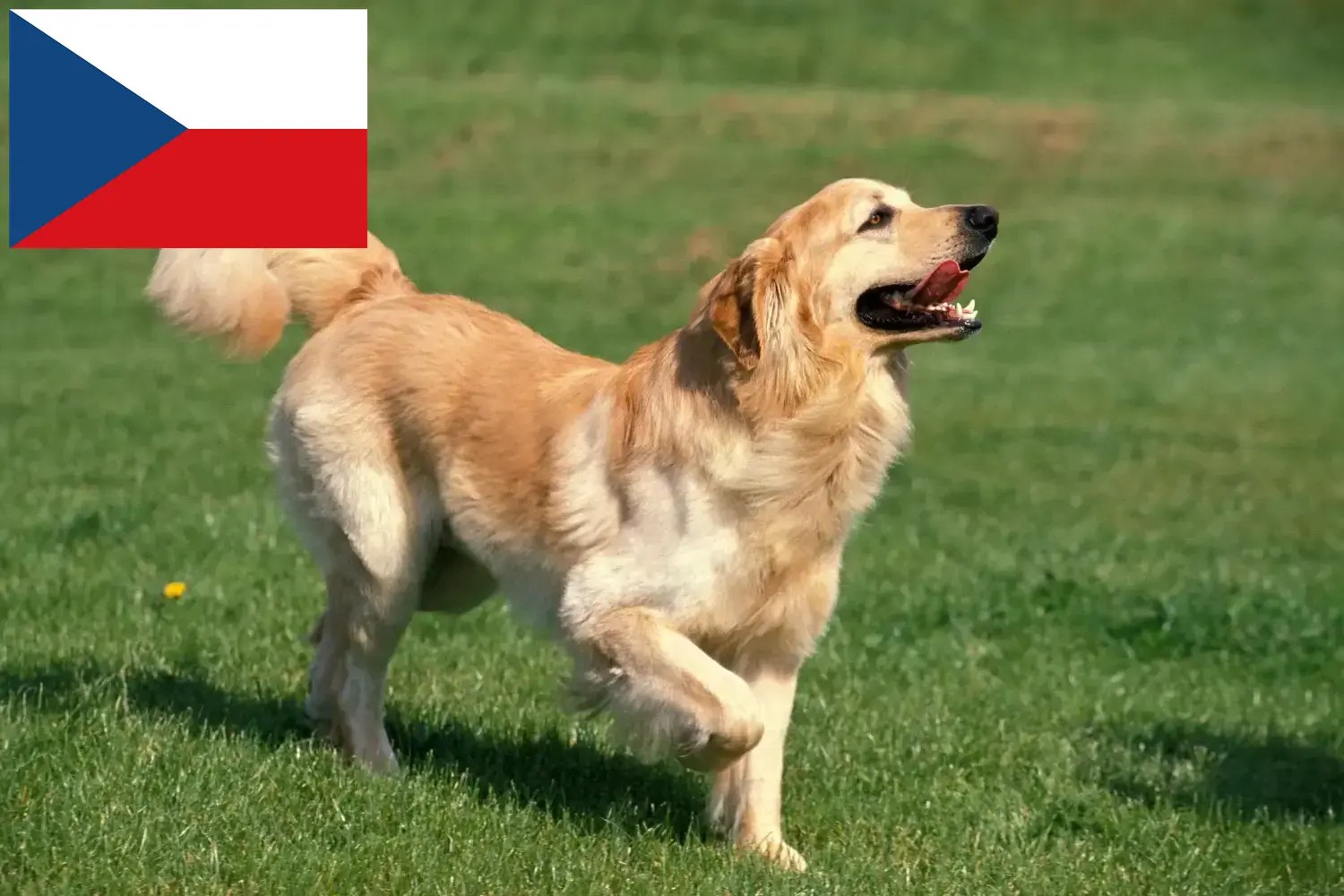 Hovawart yavru köpek ve yetiştiricileri Çek Cumhuriyeti Burada Çek Cumhuriyeti'ndeki Hovawarts yetiştiricilerini bulabilirsiniz.