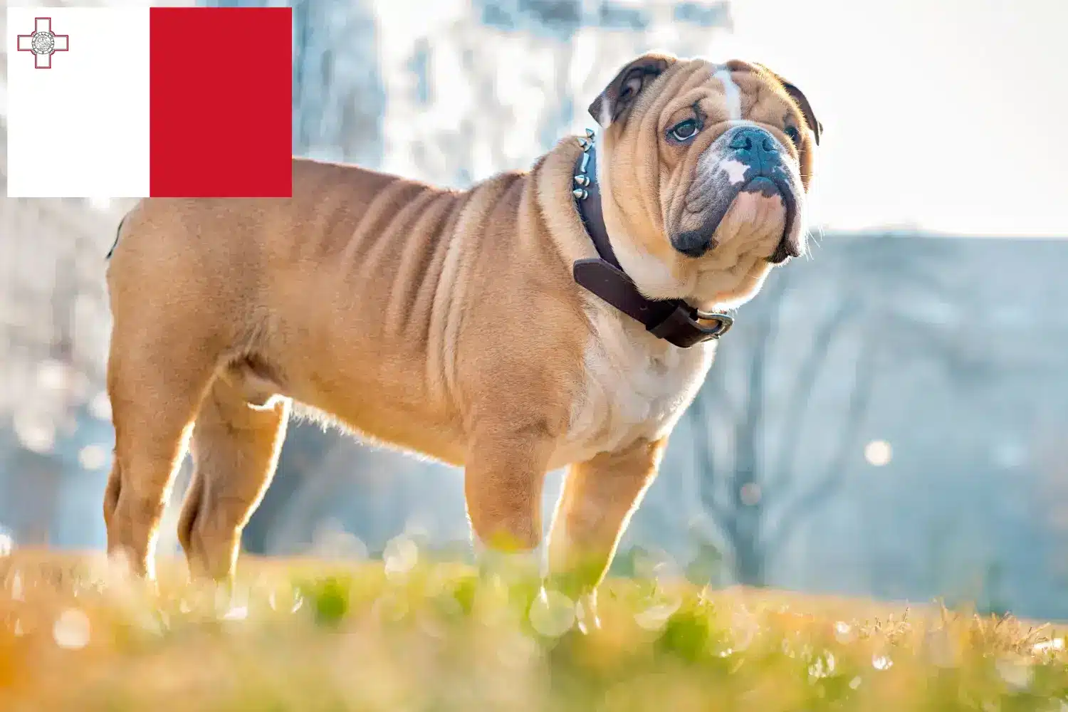 Read more about the article Malta’da İngiliz Bulldog yetiştiricileri ve köpek yavruları