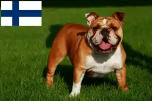 Read more about the article Finlandiya’da İngiliz Bulldog yetiştiricileri ve köpek yavruları