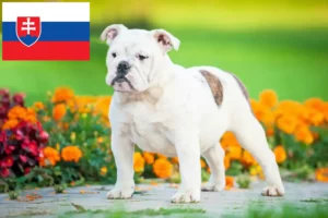 Read more about the article Slovakya’da İngiliz Bulldogu yetiştiricileri ve köpek yavruları