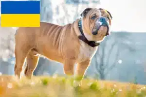Read more about the article Ukrayna’da İngiliz Bulldog yetiştiricileri ve köpek yavruları